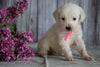 AKC Registered English Cream Golden Retriever For Sale Fredericksburg, OH Female- Petunia