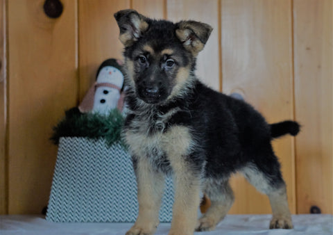 AKC Registered German Shepherd For Sale Millersburg, OH Female- Rosie
