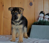 AKC Registered German Shepherd For Sale Millersburg, OH Female- Hailey