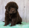 AKC Newfoundland For Sale Holmesville, OH Male - Brutus