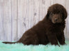 AKC Newfoundland For Sale Holmesville, OH Male - Brutus