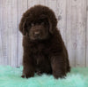 AKC Newfoundland For Sale Holmesville, OH Male - Sarge