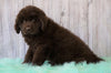 AKC Newfoundland For Sale Holmesville, OH Male - Sarge