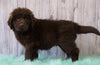 AKC Newfoundland For Sale Holmesville, OH Male - Bobo