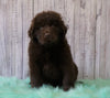 AKC Newfoundland For Sale Holmesville, OH Male - Bobo