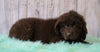 AKC Newfoundland For Sale Holmesville, OH Male - Champ