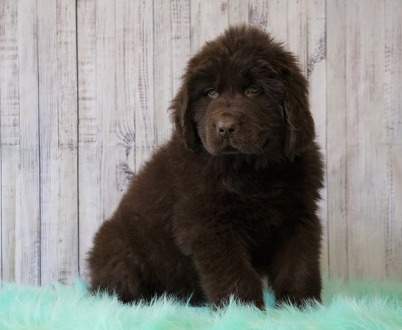 AKC Newfoundland For Sale Holmesville, OH Male - Champ