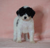 F1B Sheepadoodle For Sale Baltic, OH Female-Lily -CHECK OUT OUR VIDEO-