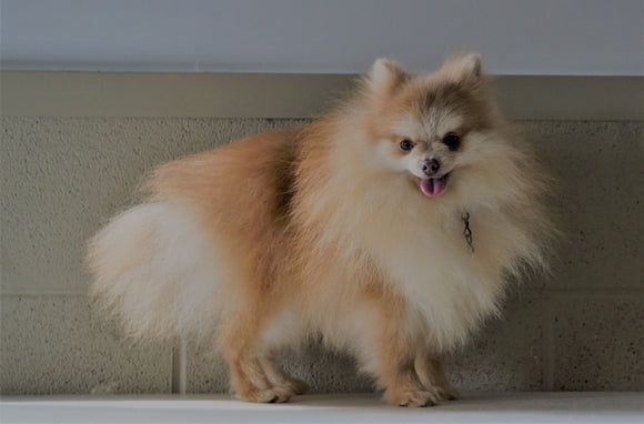 ACA Registered Pomeranian For Sale Millersburg, OH Male- Majestic Puff