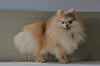 ACA Registered Pomeranian For Sale Millersburg, OH Male- Majestic Puff