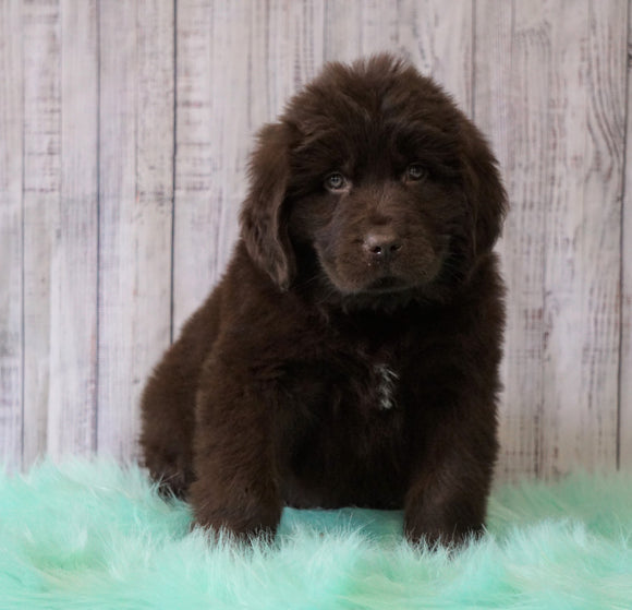 AKC Newfoundland For Sale Holmesville, OH Female - Jezebel