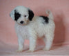 F1B Sheepadoodle For Sale Baltic, OH Male- Thomas -CHECK OUT OUR VIDEO-