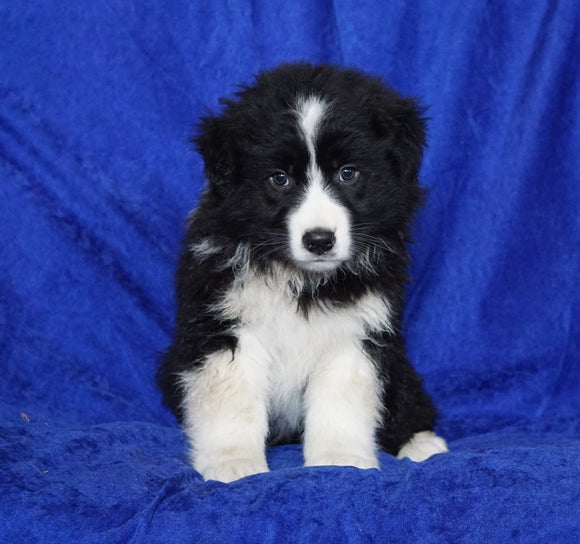 Australian Shepherd For Sale Millersburg, OH Male- Delmar