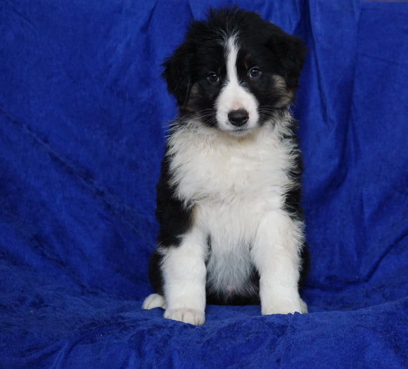 Australian Shepherd For Sale Millersburg, OH Male- Manny