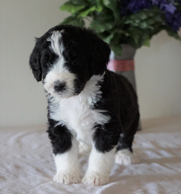 Bernedoodle For Sale Sugarcreek, OH Male- Rambo