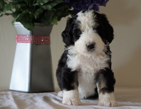 Bernedoodle For Sale Sugarcreek, OH Male- Chase