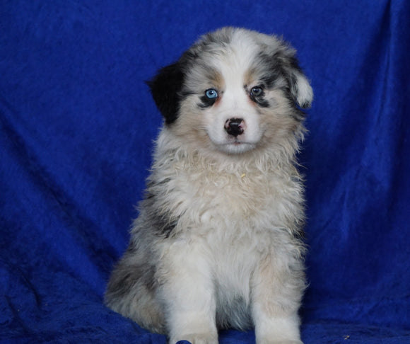 Australian Shepherd For Sale Millersburg, OH Male- Connor