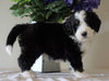Bernedoodle For Sale Sugarcreek, OH Male- Marshall