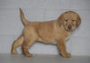 AKC Registered Labrador Retriever (Fox Red) For Sale Sugarcreek, OH Female- Scarlet