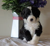 Bernedoodle For Sale Sugarcreek, OH Male- Rubble