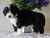 Bernedoodle For Sale Sugarcreek, OH Male- Rubble