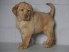 AKC Registered Labrador Retriever (Fox Red) For Sale Sugarcreek, OH Female- Scarlet