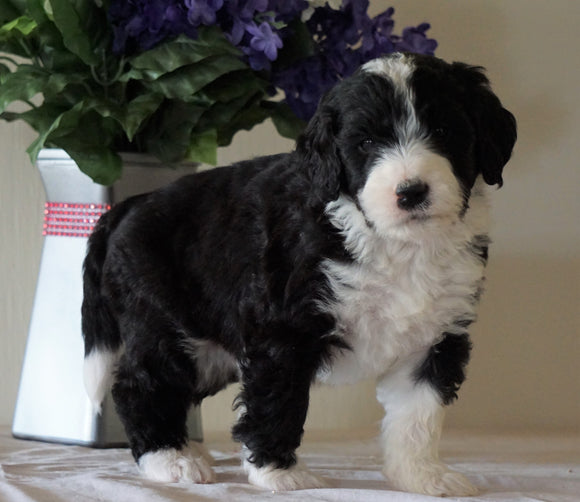 Bernedoodle For Sale Sugarcreek, OH Male- Rubble
