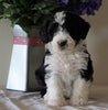 Bernedoodle For Sale Sugarcreek, OH Male- Rocky