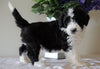 Bernedoodle For Sale Sugarcreek, OH Male- Rocky