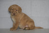 AKC Registered Labrador Retriever (Fox Red) For Sale Sugarcreek, OH Female- Elsa