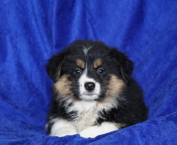 Australian Shepherd For Sale Millersburg,OH Female- Darla