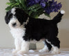 Bernedoodle For Sale Sugarcreek, OH Male- Rocky