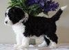 Bernedoodle For Sale Sugarcreek, OH Male- Rocky