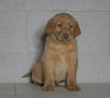 AKC Registered Labrador Retriever (Fox Red) For Sale Sugarcreek, OH Female- Elsa