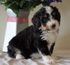 Bernedoodle For Sale Sugarcreek, OH Male- Lucky