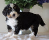 Bernedoodle For Sale Sugarcreek, OH Male- Lucky