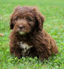 Mini Newfypoo For Sale Holmesville, OH Male - Ricky