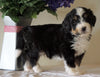 Bernedoodle For Sale Sugarcreek, OH Male- Lucky