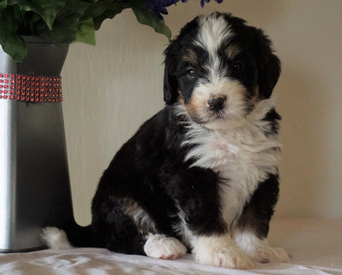 Bernedoodle For Sale Sugarcreek, OH Male- Lucky