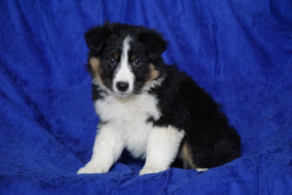 Australian Shepherd For Sale Millersburg, OH Female- Barbie