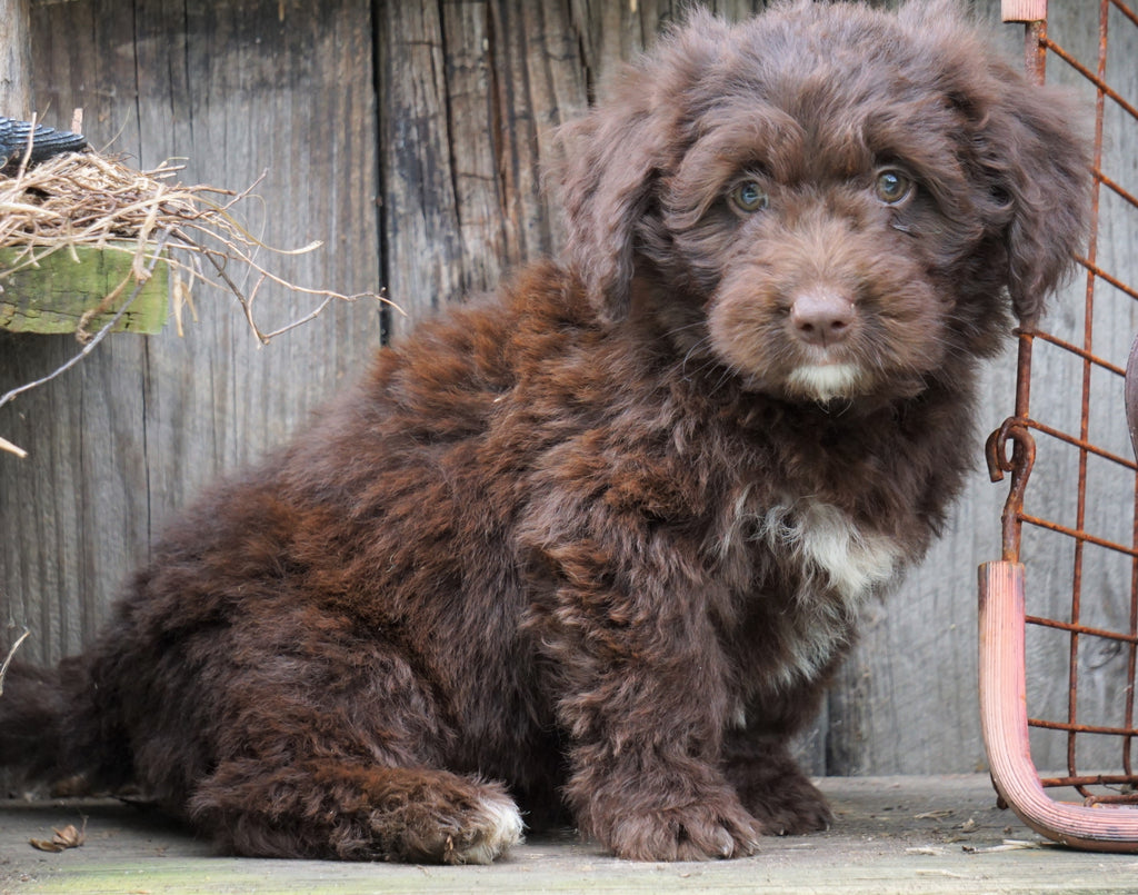 Mini Newfypoo For Sale Holmesville, OH Male - Roscoe – AC Puppies LLC