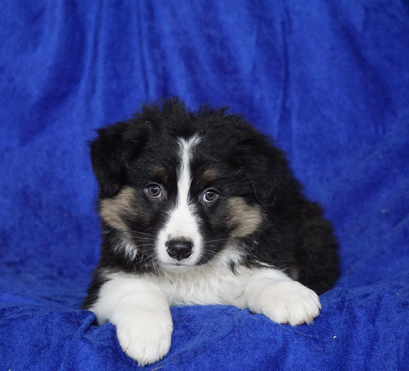 Australian Shepherd For Sale Millersburg, OH Male- Eric