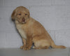 AKC Registered Labrador Retriever (Fox Red) For Sale Sugarcreek, OH Female- April