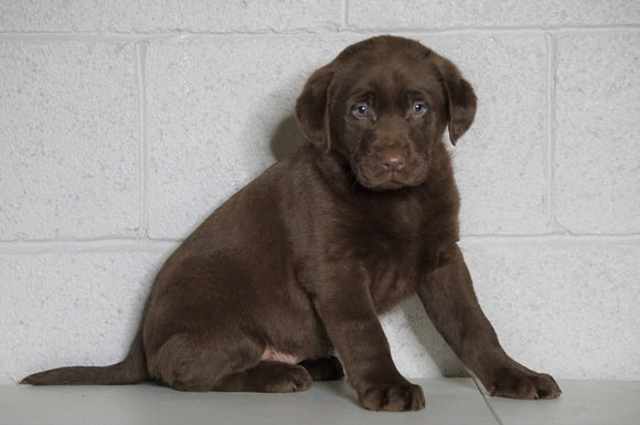 AKC Registered Labrador Retriever For Sale Sugarcreek, OH Female- Carmen