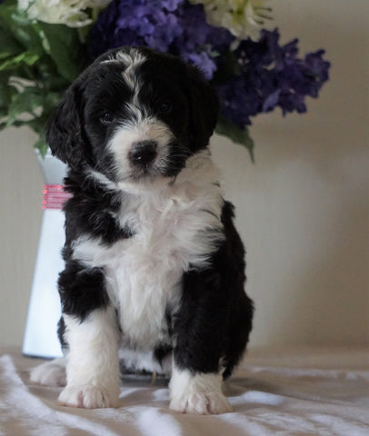 Bernedoodle For Sale Sugarcreek, OH Female- Princess