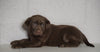 AKC Registered Labrador Retriever For Sale Sugarcreek, OH Female- Carmen