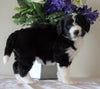 Bernedoodle For Sale Sugarcreek, OH Female- Princess