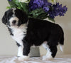 Bernedoodle For Sale Sugarcreek, OH Female- Princess