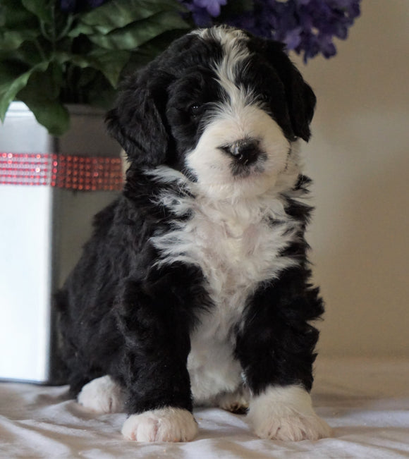 Bernedoodle For Sale Sugarcreek, OH Female- Daisy