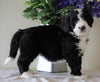 Bernedoodle For Sale Sugarcreek, OH Female- Daisy